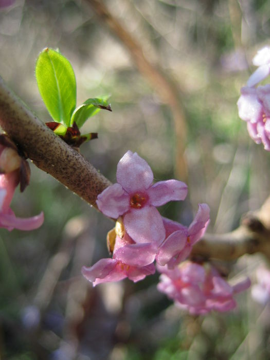 Vårblommor