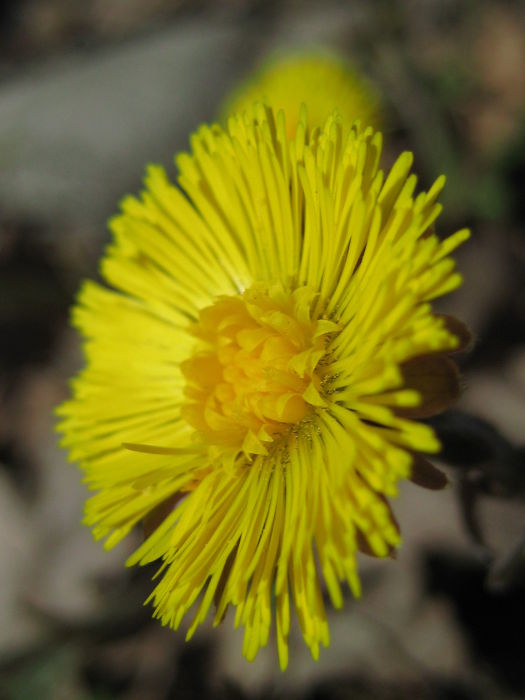 Spring flowers