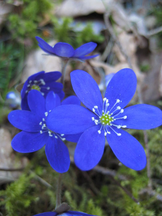 Spring flowers