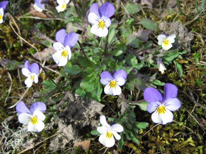 Spring flowers