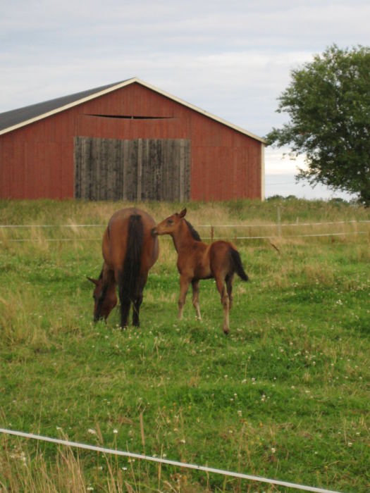 Horses