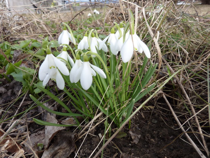 Snowdrops