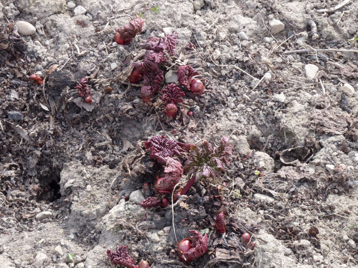 Vårblommor