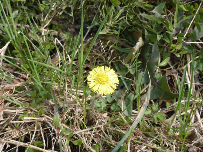 Spring flowers