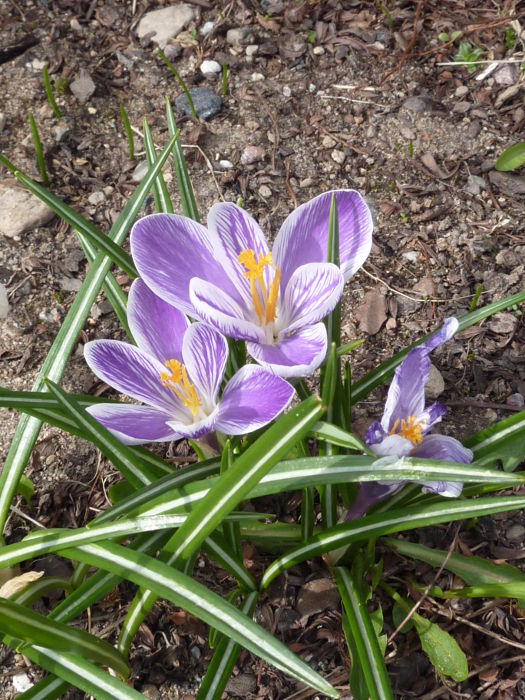 Spring flowers