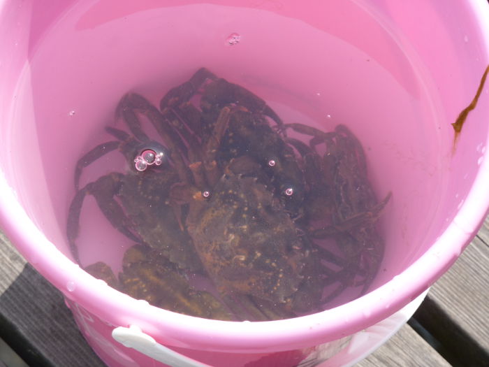 Crabs at the westcoast on August 5