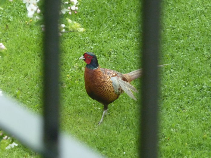 Pheasant