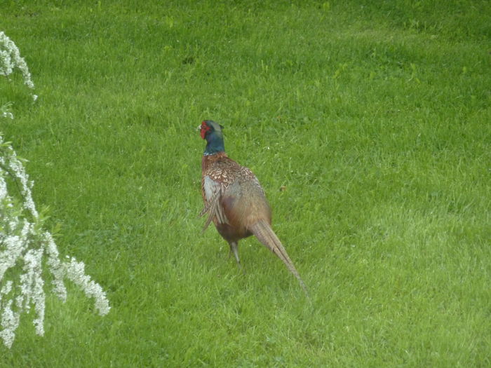 Pheasant