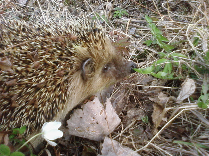 Hedgehog