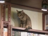 Cat café in Tokyo