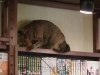 Cat café in Tokyo