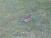 Chaffinch