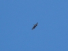 Buzzard