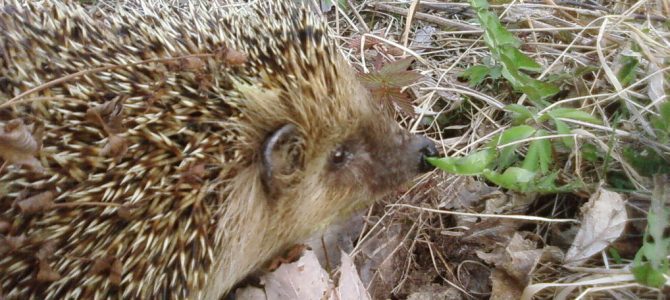 Spiky Cutie