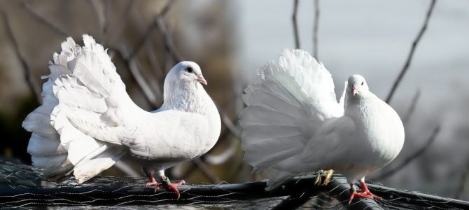 Farväl, min Lovis