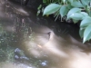 Koishikawa Korakuen Gardens, Tokyo