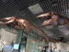 Naturhistoriska museet, Tokyo