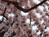 Plum Blossoms