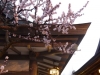 Plum Blossoms