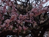 Plum Blossoms