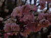 Plum Blossoms