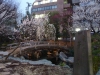 Plum Blossoms