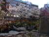 Plum Blossoms