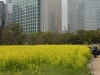 Hamarikyu Gardens, Tokyo