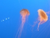 Tokyo Sky Tree Aquarium