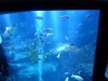 Tokyo Sky Tree Aquarium