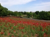 Showa Kinen Park, Tachikawa (Tokyo)