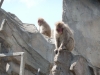 Ueno Zoo, Tokyo