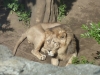 Ueno Zoo, Tokyo