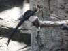 Ueno Zoo, Tokyo