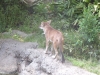 Ueno Zoo, Tokyo