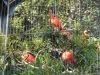 Ueno Zoo, Tokyo