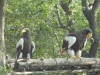 Ueno Zoo, Tokyo