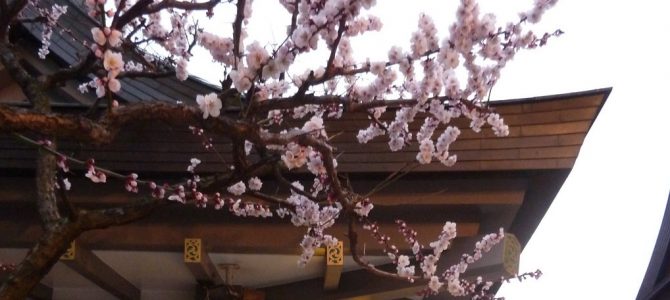 Snow, Plum Blossoms and Gardens