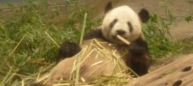 Ueno Zoo, May 2013